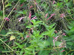 Clinacanthus nutans, photograph (c) 雲一百香果, some rights reserved (CC BY)