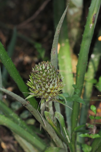 Image of Ananas macrodontes by (c) Romi Galeota Lencina, some rights reserved (CC BY)