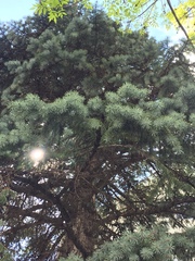 Picea glauca