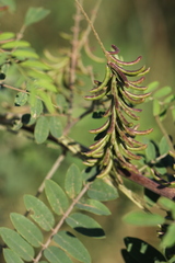 Shrubby Indigo