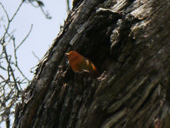 Loxops coccineus