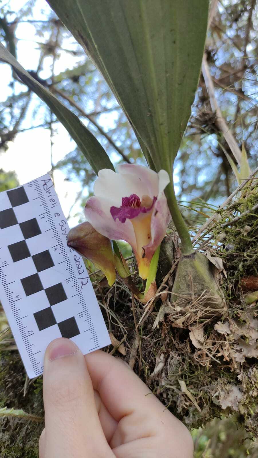 Imagem de Orquídea-de-harrison
