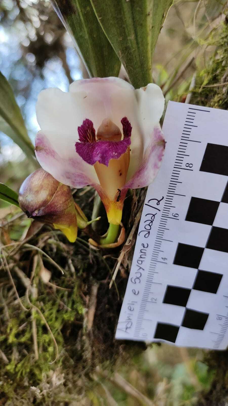 Imagem de Orquídea-de-harrison