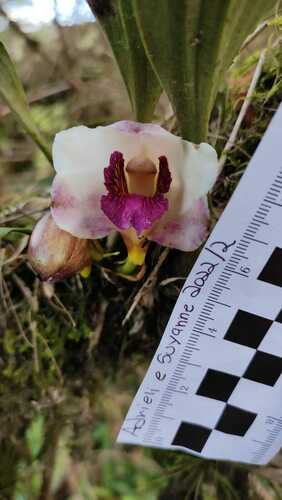 Orquídea-de-harrison