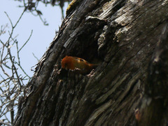 Loxops coccineus