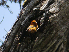 Loxops coccineus