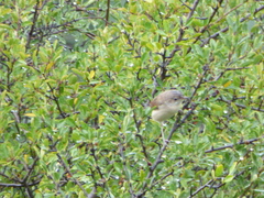 Curruca iberiae