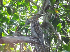 Nyctibius jamaicensis