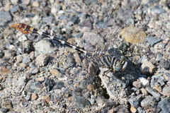 Paragomphus sinaiticus