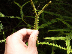 Sticherus owhyhensis