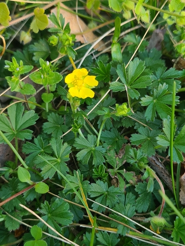 Spring cinquefoil (Potentilla pusilla)