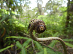 Sticherus owhyhensis