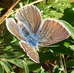 Icaricia icarioides missionensis