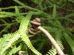 Sticherus owhyhensis