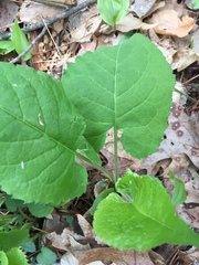 Eurybia schreberi
