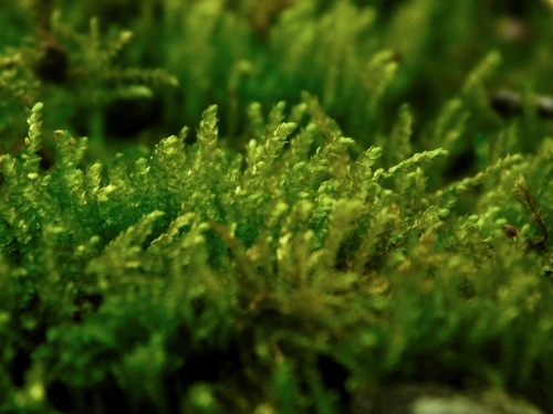 Image of Eurhynchiastrum pulchellum by (c) Michael J. Papay, some rights reserved (CC BY)