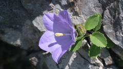 Campanula raineri, photograph (c) fmunoz, some rights reserved (CC BY)