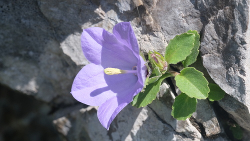 Campanula raineri, photograph 4