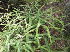 Sticherus owhyhensis