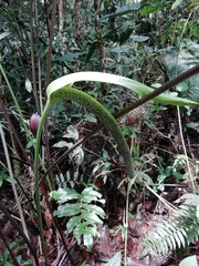 Anthurium bogotense