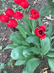 Tulipa