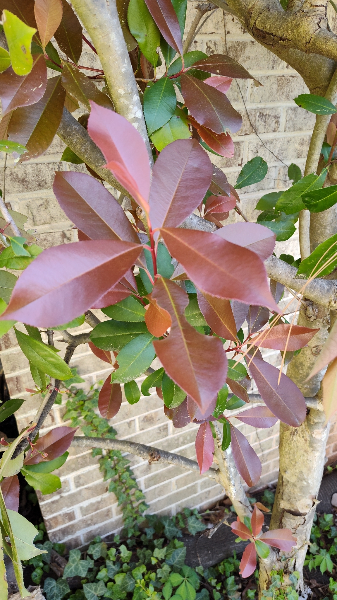 Imagem de Photinia x fraseri