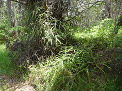 Sticherus owhyhensis