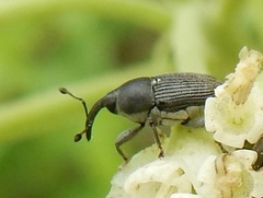 Odontocorynus