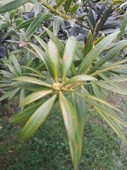 Podocarpus oleifolius