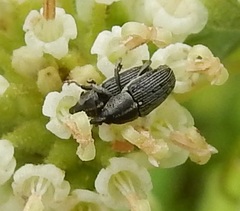 Odontocorynus