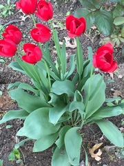 Tulipa