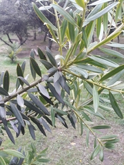 Podocarpus oleifolius