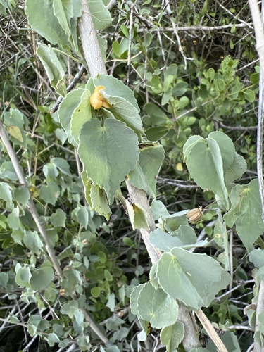 Anglestem Indian mallow (Abutilon trisulcatum)