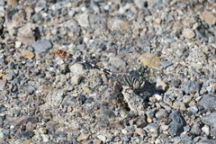 Paragomphus sinaiticus