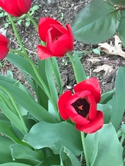 Tulipa