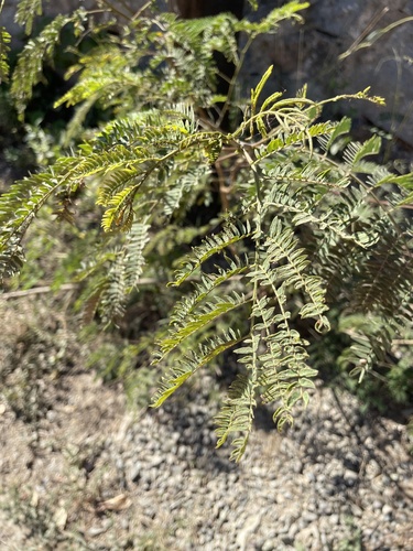Guaje (Leucaena leucocephala)