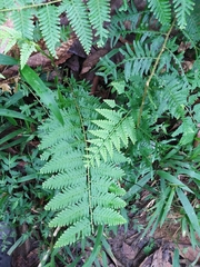 Selaginella exaltata