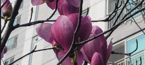 Foto de Magnólia