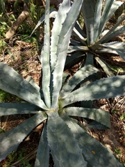 Agave americana