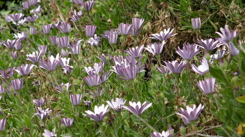 Image of Dimorphotheca ecklonis by no rights reserved