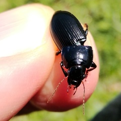 Harpalus dimidiatus