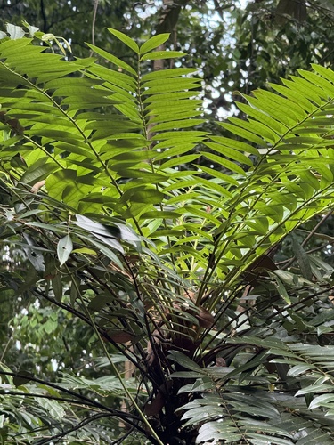 Foto de Tongkat ali