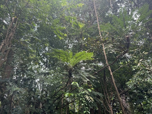 Foto de Tongkat ali
