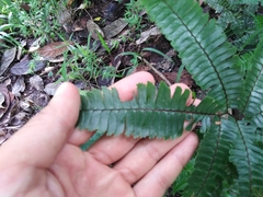 Adiantum pulverulentum