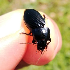 Harpalus dimidiatus