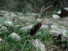 Carex flacca