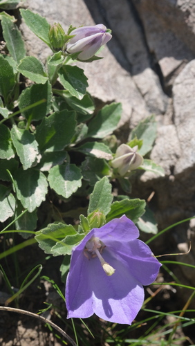 Campanula raineri, photograph 5