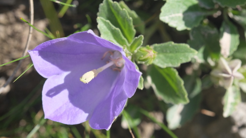 Campanula raineri, photograph 6