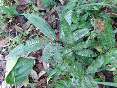 Adiantum pulverulentum