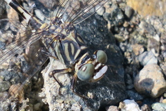 Paragomphus sinaiticus